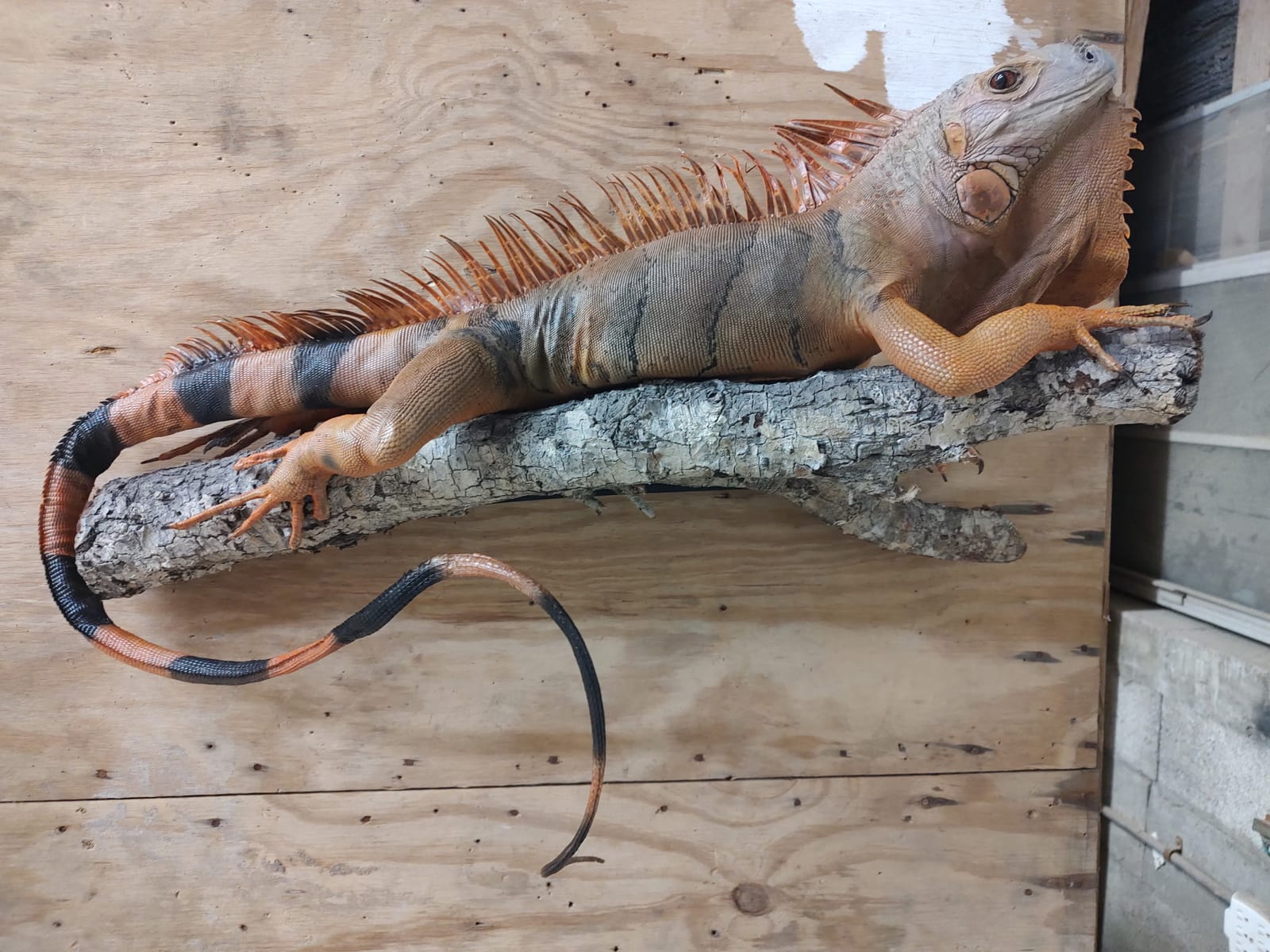 Reptile & exotic mount by Skins & Scales