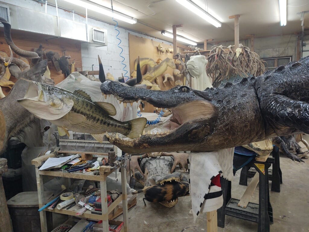 Inside the Skins & Scales studio