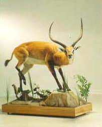 Trophyp 4